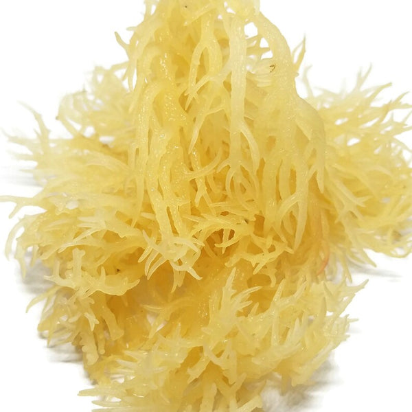 Sea moss gel 16 oz glass jar